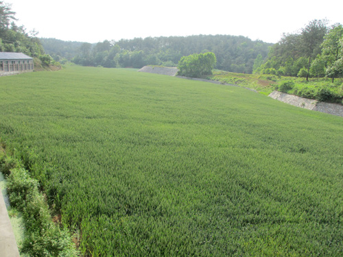 小麦种植基地
