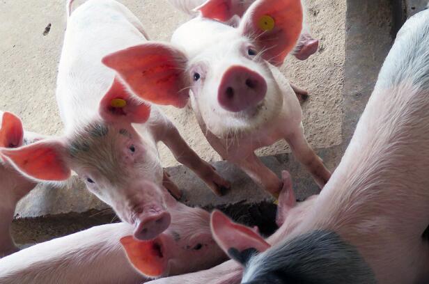 农业农村部：抓紧研究稳住和储备生猪产能的具体办法