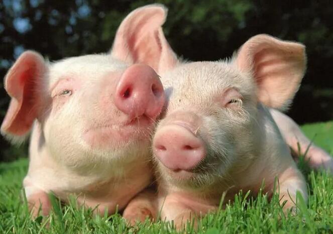 国家养猪行业发展规划公布，“猪周期”或将不在