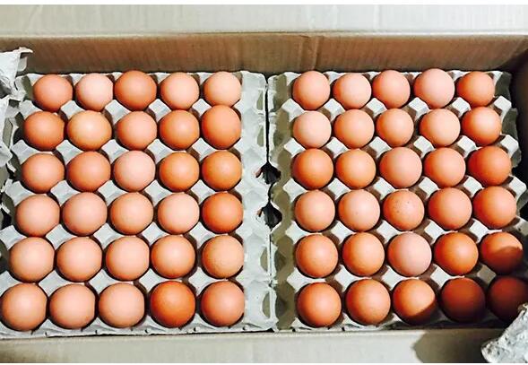 蛋价“反季节”上涨，蛋鸡养殖户为啥高兴不起来？