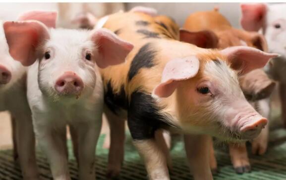 猪肉市场价格低迷，谁动了生猪养殖行业的“奶酪”？