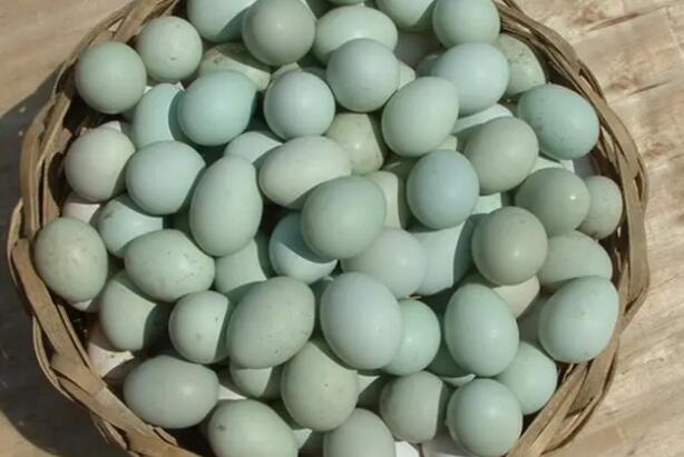 绿壳蛋鸡种蛋的选择及护理